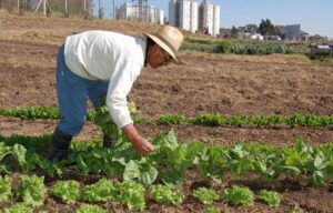 Programa de Alimentação Saudável, da Fundação Salvador Arena, abre inscrições
