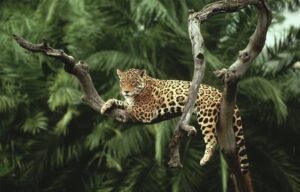 Edital da Igapó projeta fomentar ecossistema de empreendedores sociais na Amazônia Legal