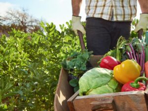 Nutrir+ Semeando Impacto Positivo apoiará agricultura sustentável em SP e MG