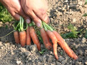 Fundação Bunge apoiará projetos na área de alimentação