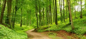 Votorantim Cimentos lança 2º edital Floresta em Pé