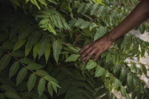 Fundação Cargill fortalecerá até 15 projetos de desenvolvimento institucional