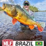 MLF anuncia entrada no Brasil em 2027