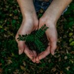 Future Climate abre a conta de restaurar 12 mil hectares