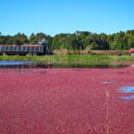 Começa a colheita dos cranberries nos Estados Unidos
